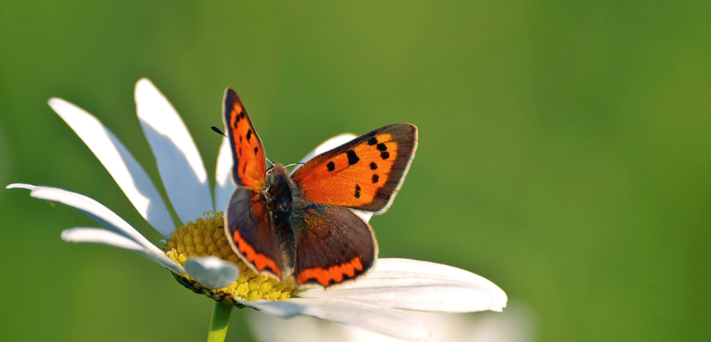 Duurzaam biologisch ecologisch