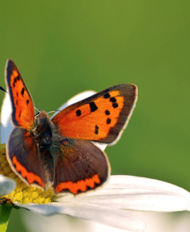 Foto Duurzaam biologisch ecologisch