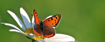 Duurzaam biologisch ecologisch