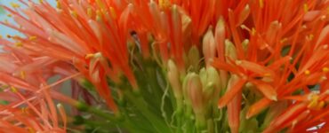 Scadoxus