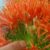 Scadoxus