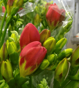 Bezoek Freesia kwekerij 18 april 2020