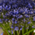 Agapanthus