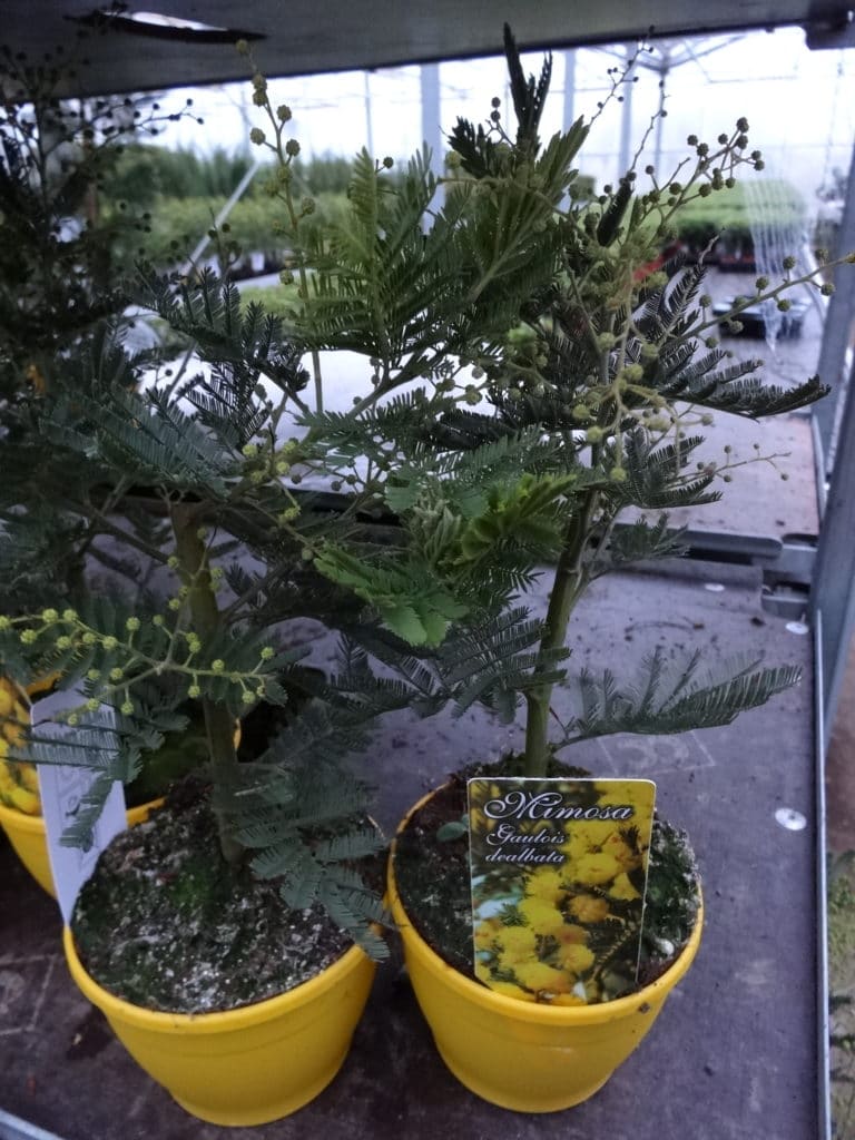 mimosa acacia dealbata