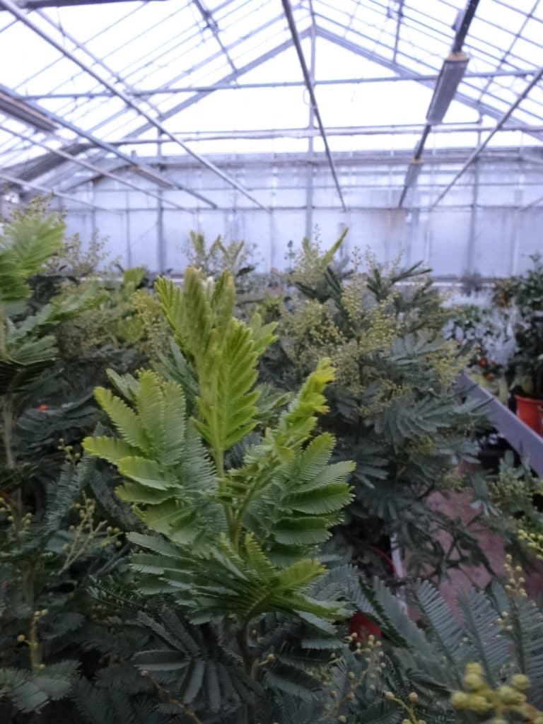 acacia dealbata mimosa plant in de kas