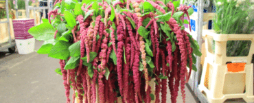 Amaranthus