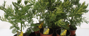 Acacia Dealbata Mimosa