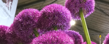 Allium