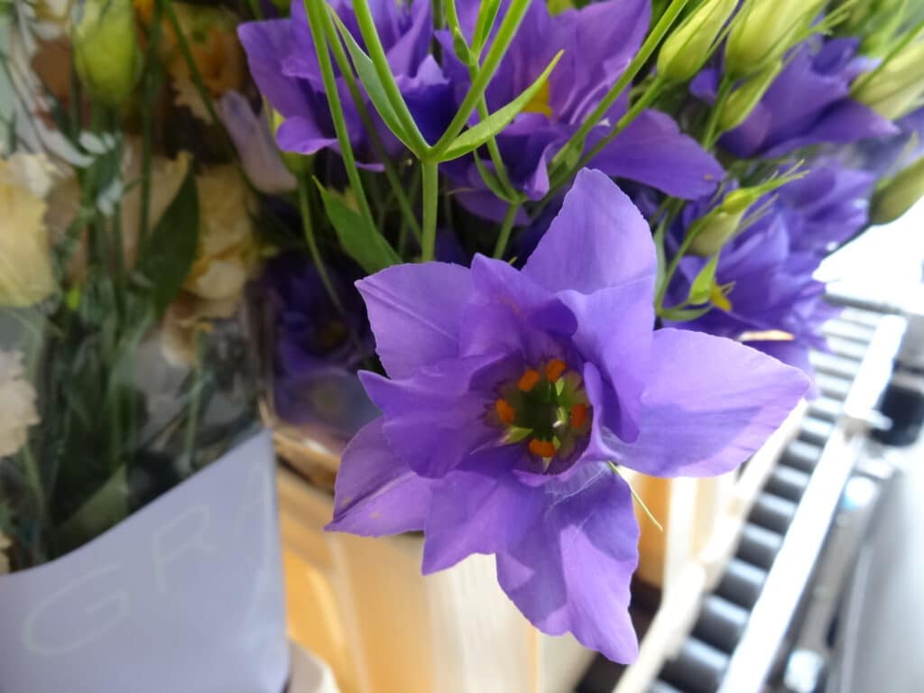 bloemen met kwaliteitsgarantie direct van de kweker