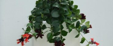 Aeschynanthus Lipstickplant