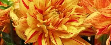 Dahlia