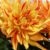 Dahlia