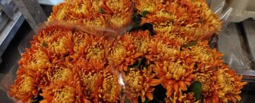 Chrysant: Gouden bloem