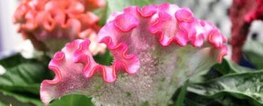 Celosia