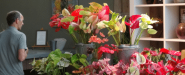 Anthurium