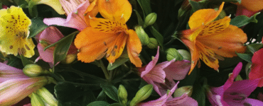 Alstroemeria