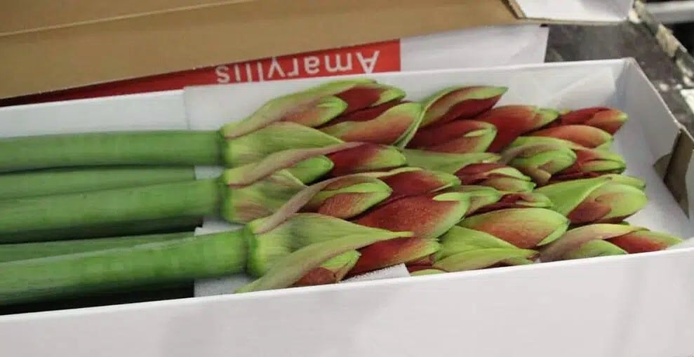 Amaryllis hippeastrum