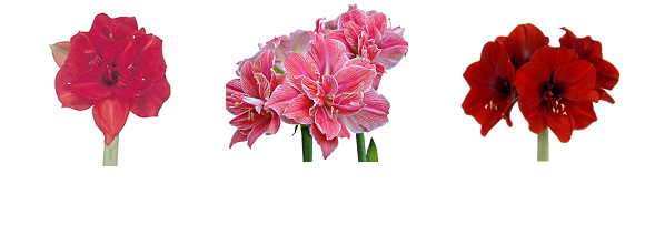 Amaryllis hippeastrum