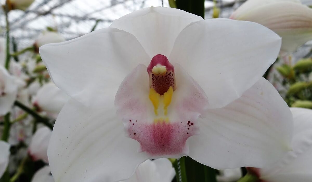 Cymbidium orchidee