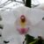 Cymbidium orchidee