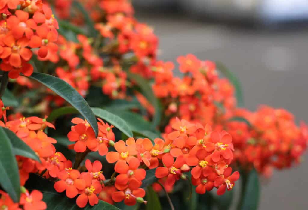 Euphorbia fulgens