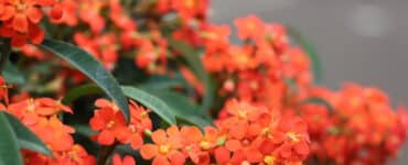 Euphorbia fulgens