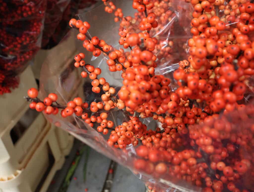 Ilex oranje