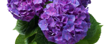 Hydrangea Hortensia