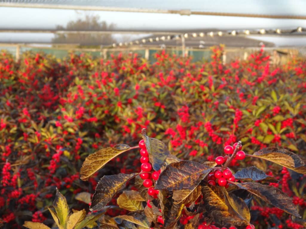 ilex op de kwekerij van Emiel de Jong