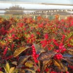 ilex op de kwekerij van Emiel de Jong