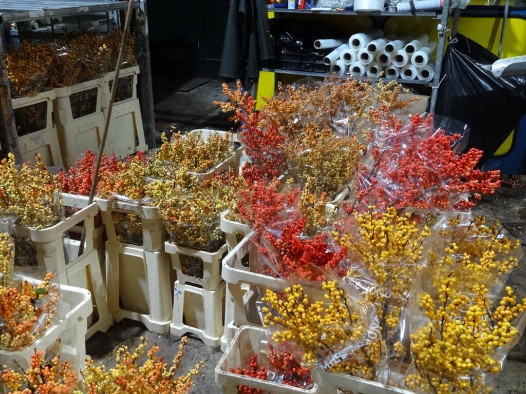 ilex in vele kleuren bij kwekerij Emiel de Jong