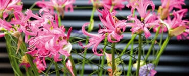 Nerine