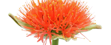 Scadoxus