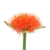 Scadoxus