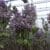 Syringa