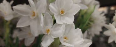 Narcis