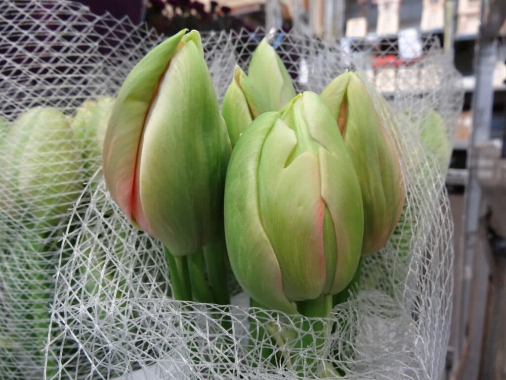 tulpen