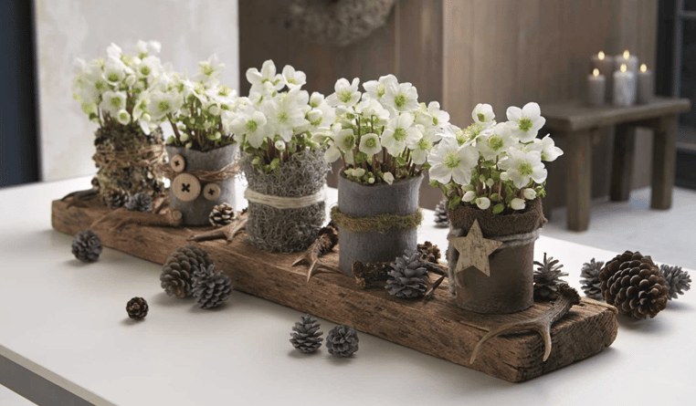 helleborus kerstroos Verboom beauty