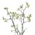 Anigozanthos