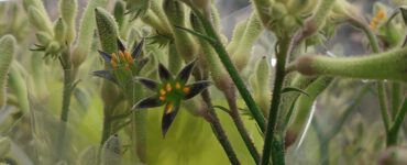 Anigozanthos Flavidus