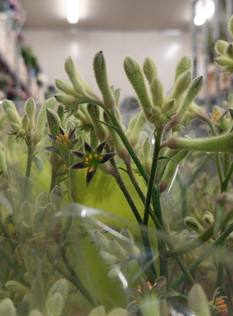 duurzaam gekweekte anigozanthos-flavidus