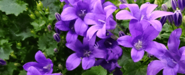 Campanula potplanten