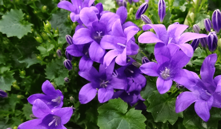 Campanula potplanten