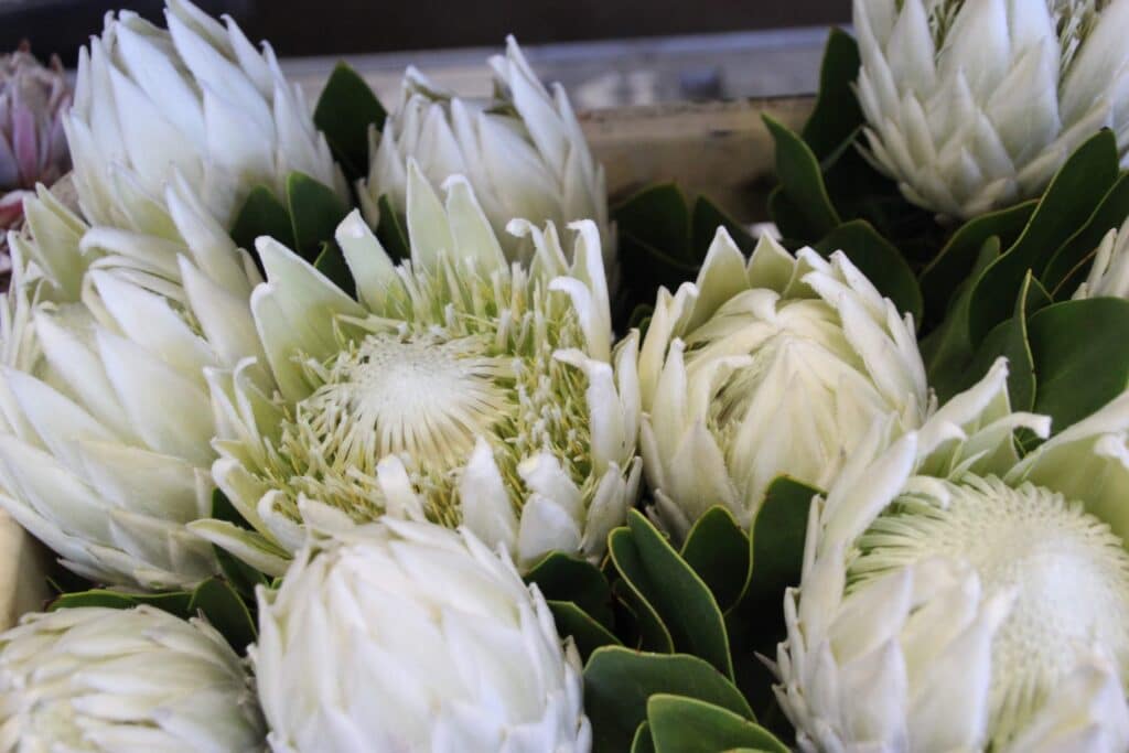 witte protea koningsprotea

