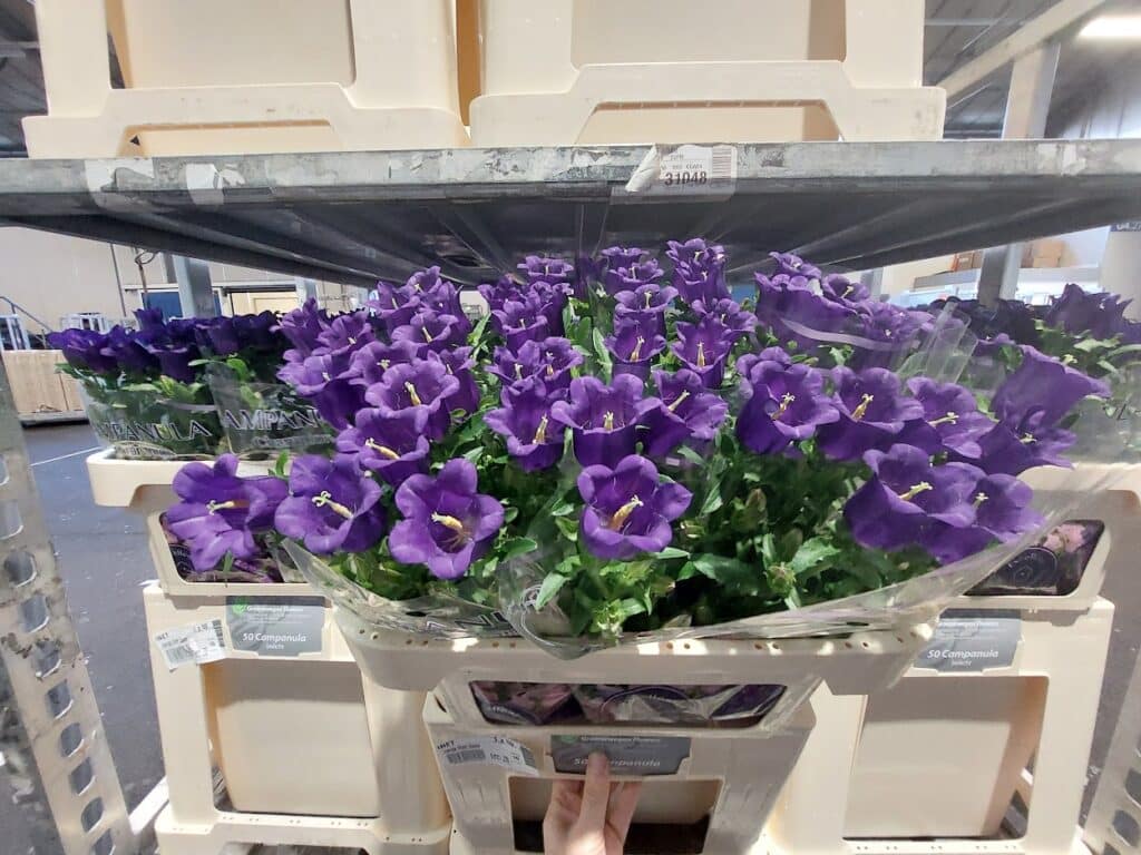 campanula medium donkerblauw