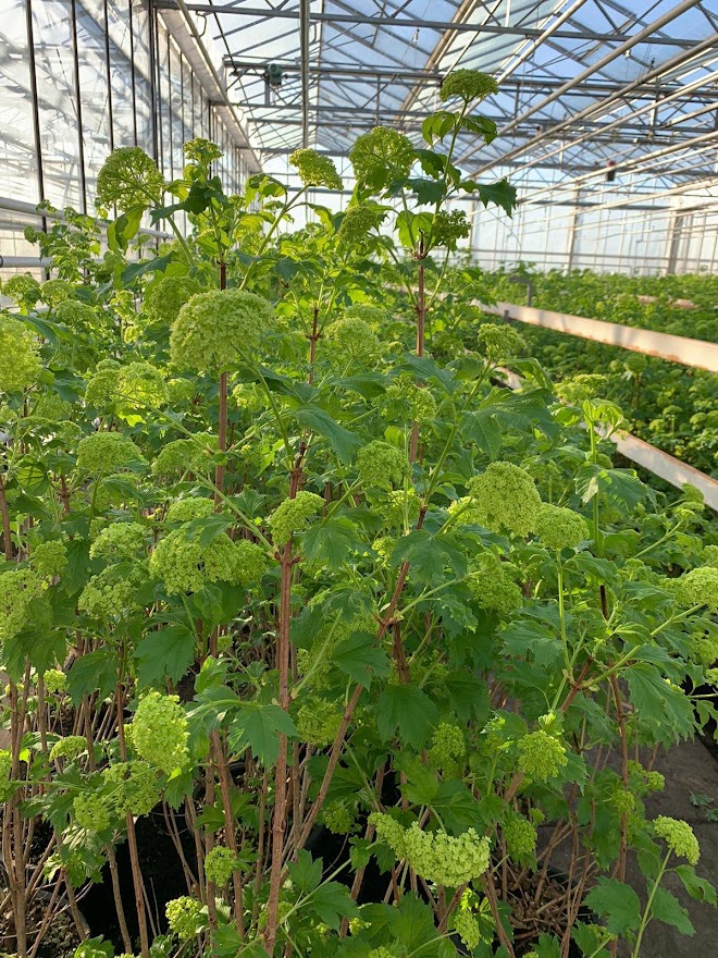 viburnum opulus sneeuwbal in de kas