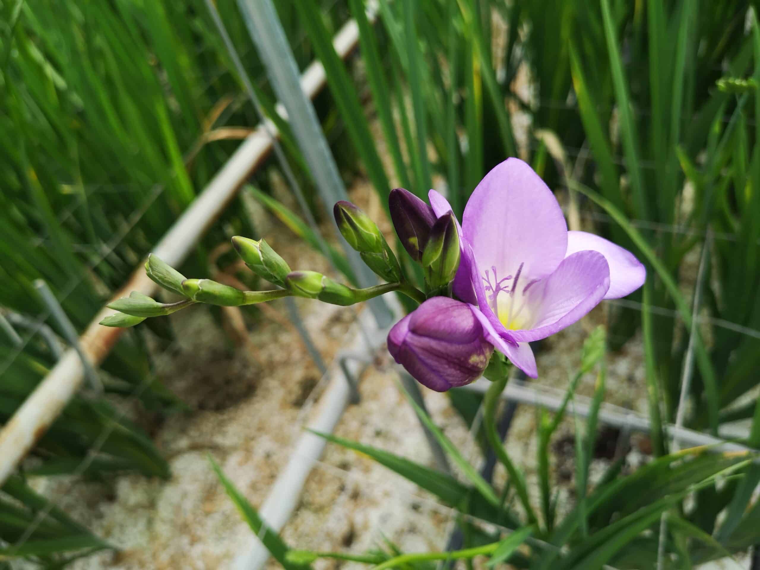 freesia in het bloemenbed in de kas