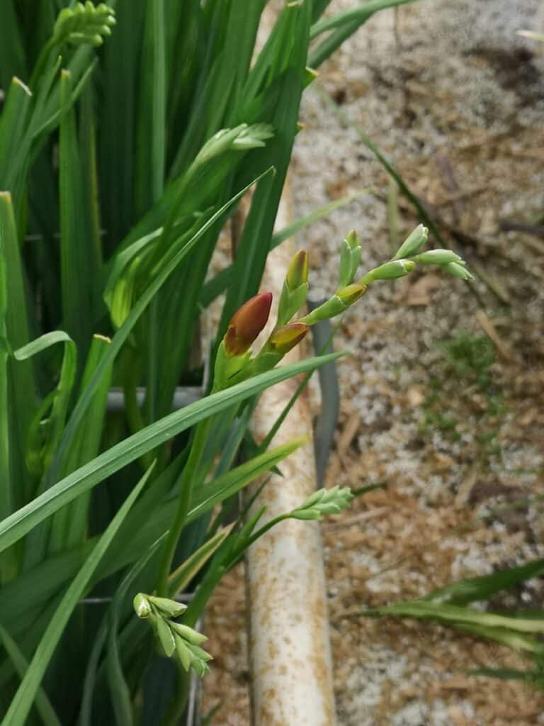 freesia plant