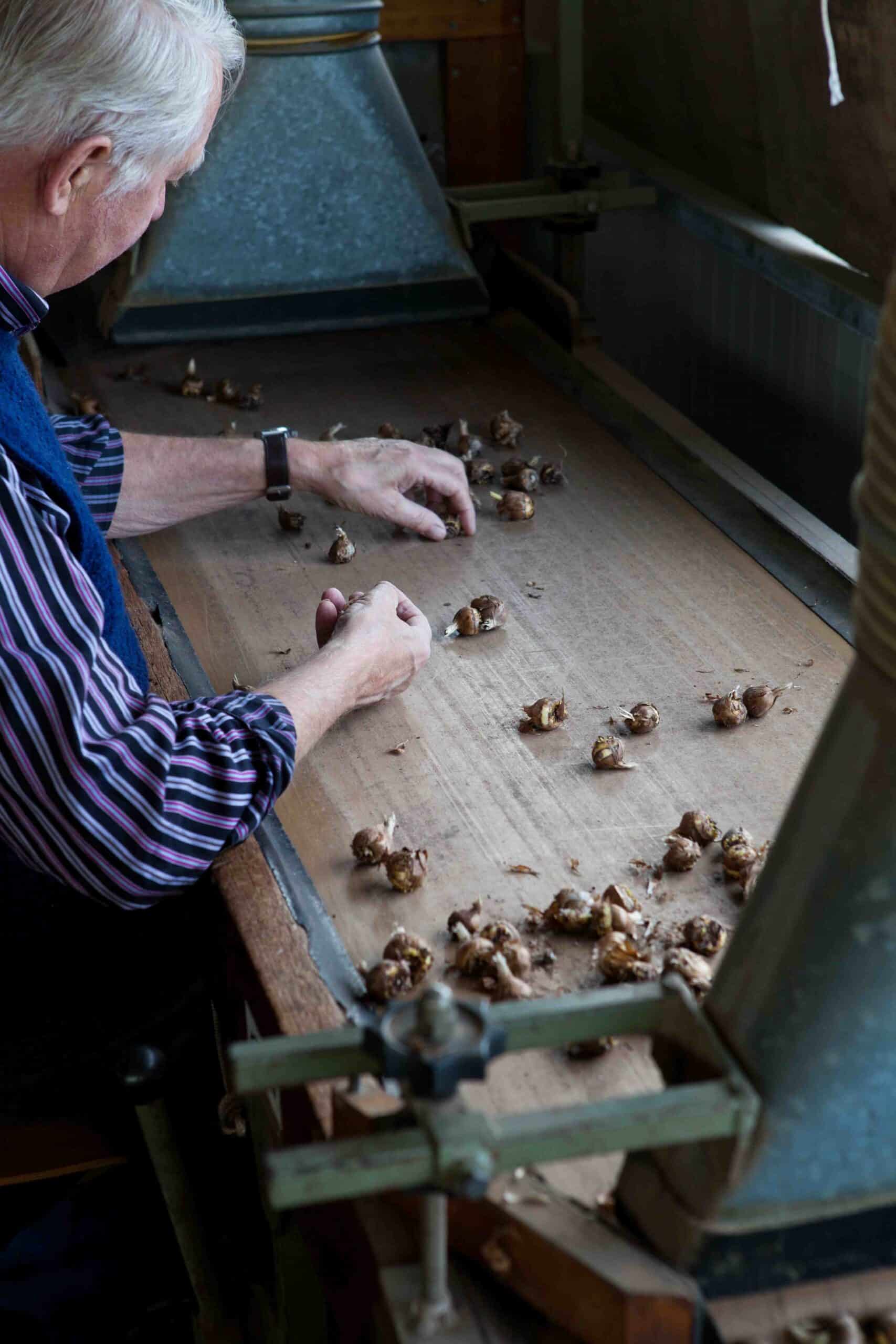 freesiaknolletjes worden gesorteerd