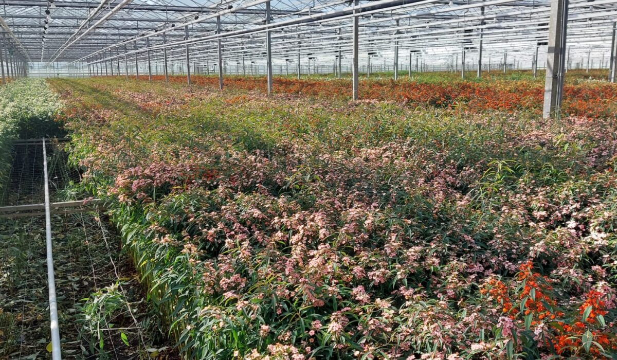 Foto Snijbloem Euphorbia rechtstreeks van de kweker